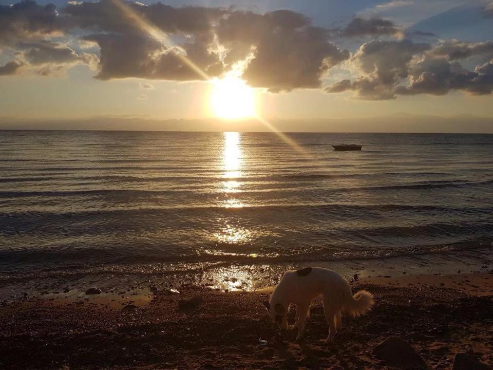 نزل نويبعفي Sebaii Camp السباعى كامب شاطئ الترابين بجوار ويت بالس المظهر الخارجي الصورة